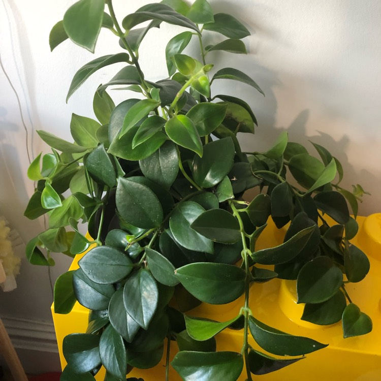 plant image 1133757