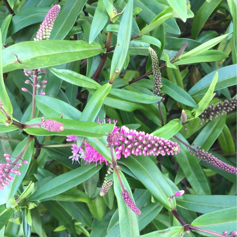 Plant image Hebe 'Midsummer Beauty'