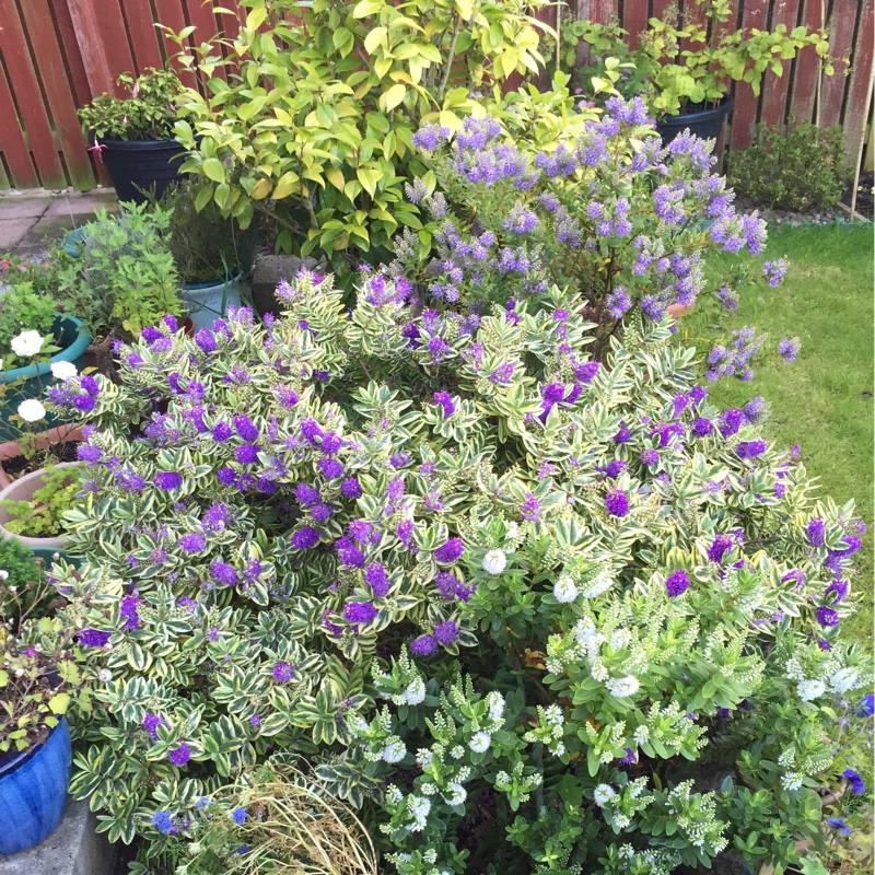 Flo's garden