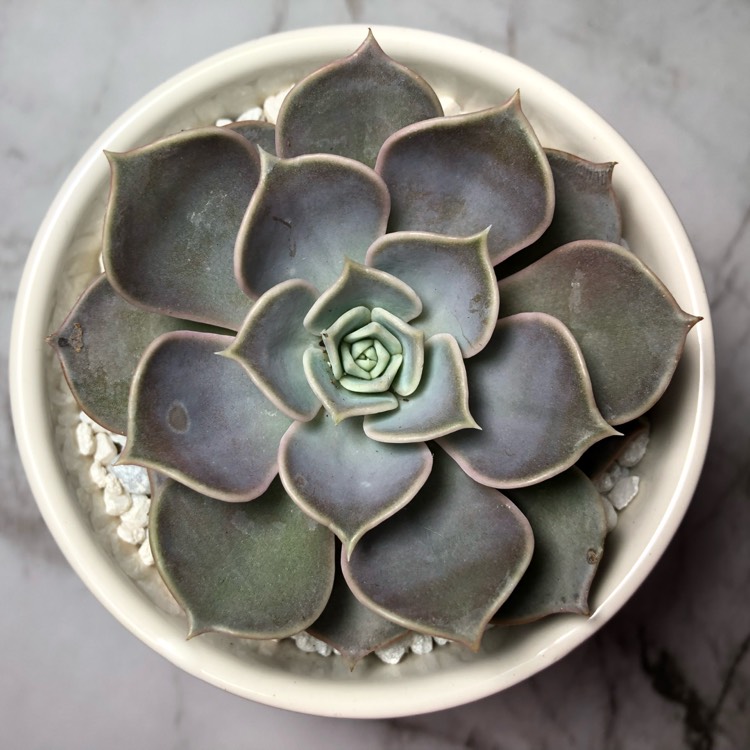 plant image 762794