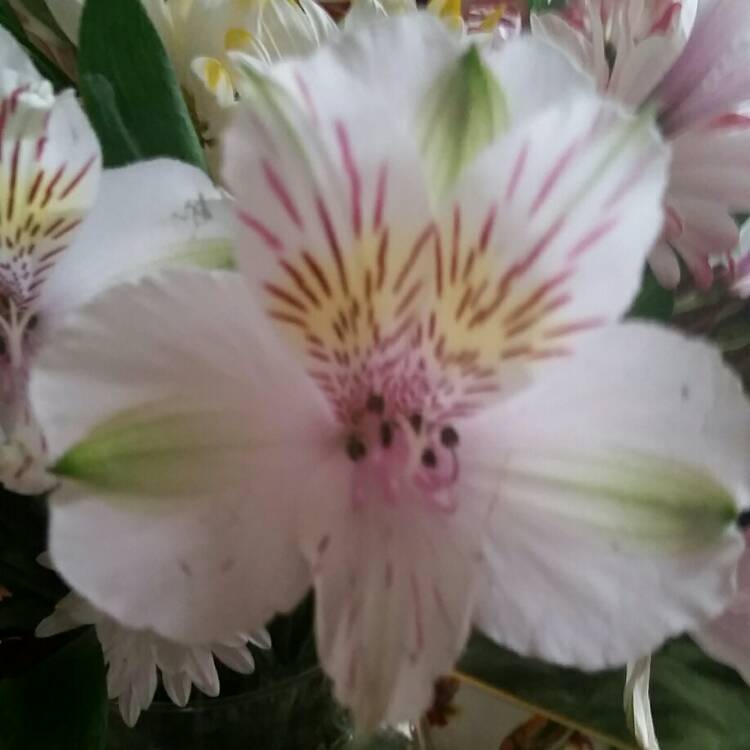 plant image 302314