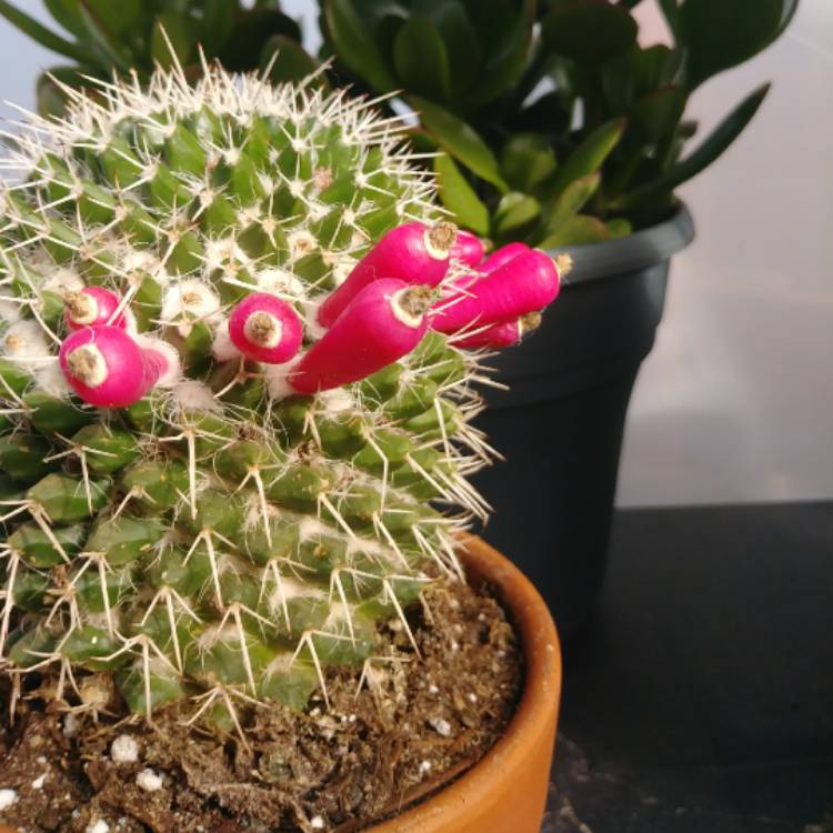 Plant image Mammillaria karwinskiana 'Nejapensis'