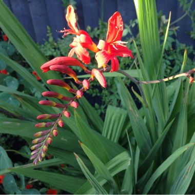 Montbretia 'Lucifer'