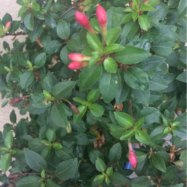 Pascale's garden