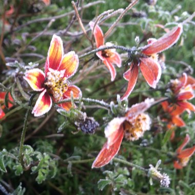 Avens