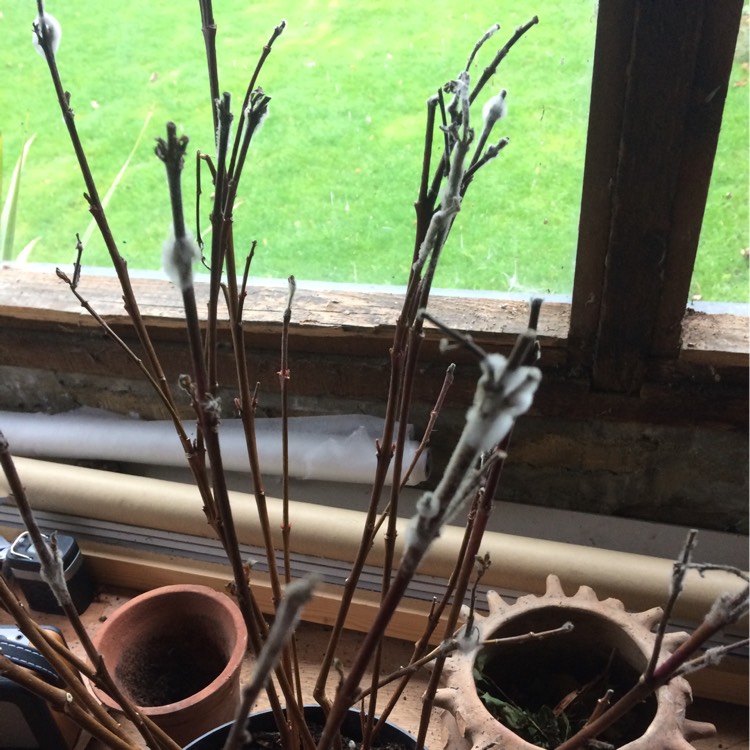 plant image 289856
