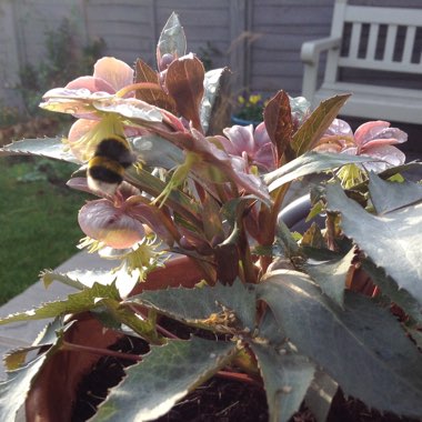 Hellebore