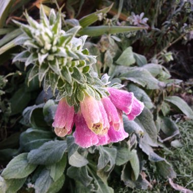 Foxglove