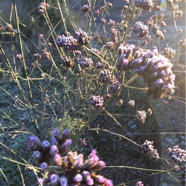 Verbena (Bedding)
