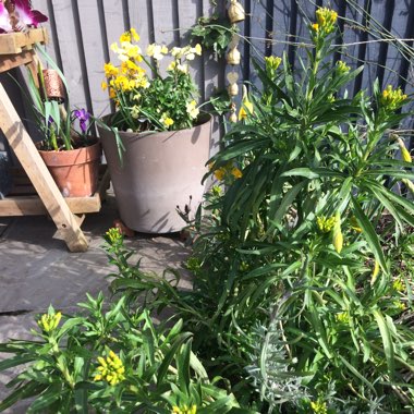 Pascale's garden