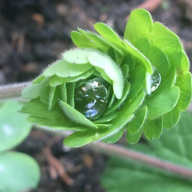 Pascale's garden