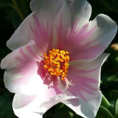 Flower's garden