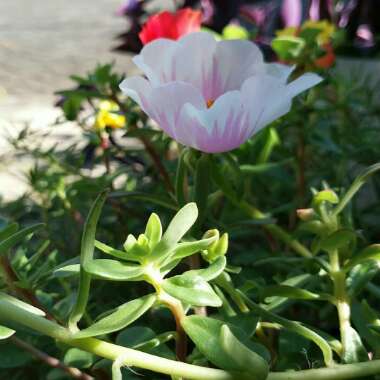 Flower's garden