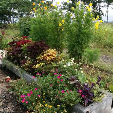 Flower's garden