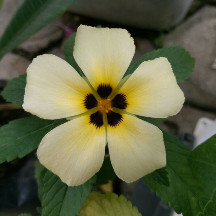 Plant image Turnera Subulata