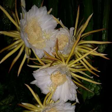 Hylocereus undatus