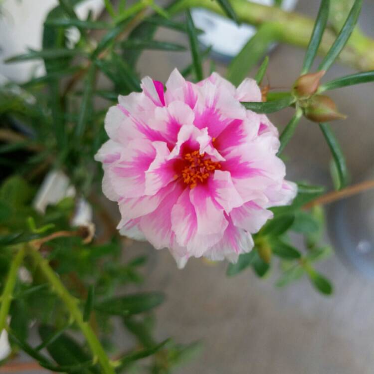 Plant image Portulaca grandiflora 'Pink'