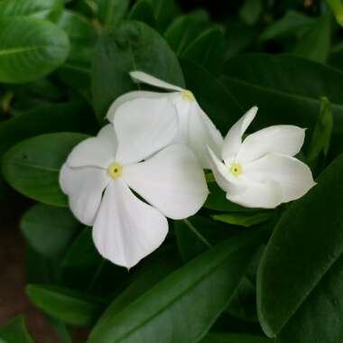 Vinca Minor f. alba 'Gertrude Jekyll'