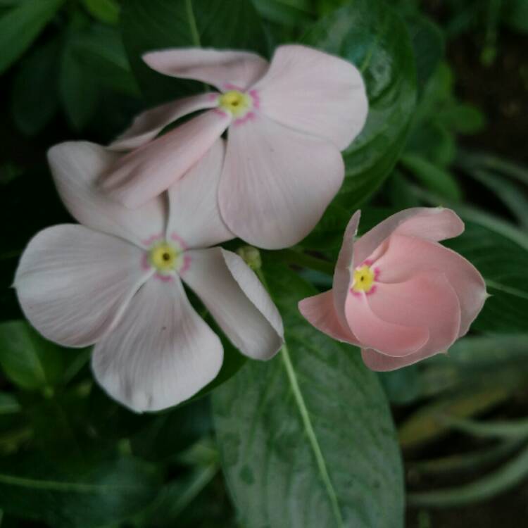plant image 954987