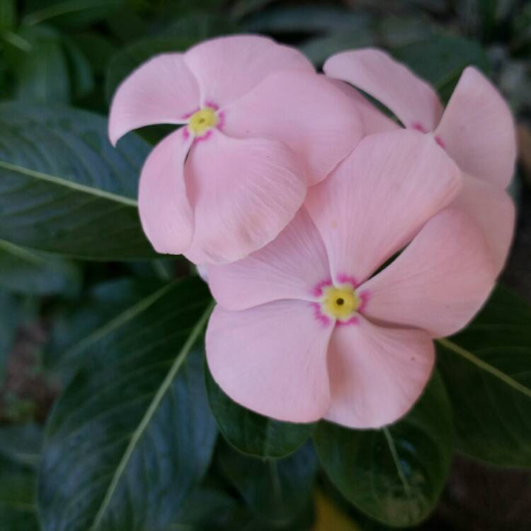 plant image 957148