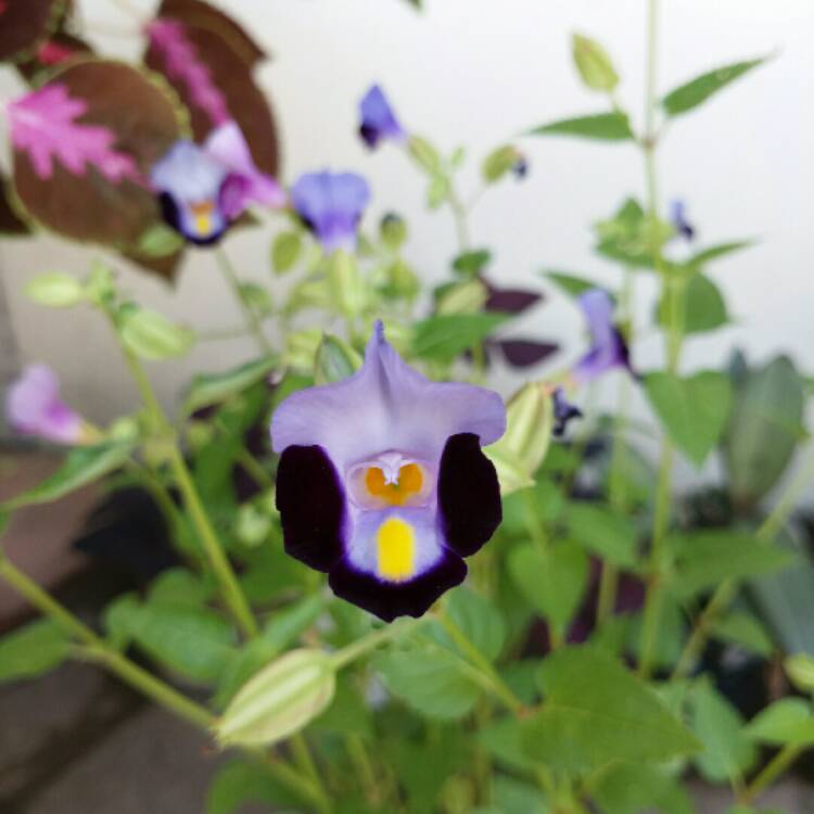 plant image 977835