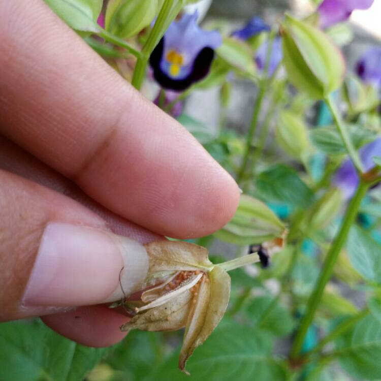 plant image 981614