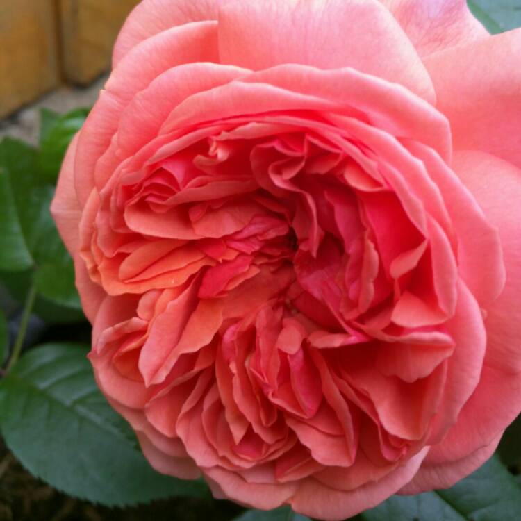 Plant image Rosa 'William Morris'