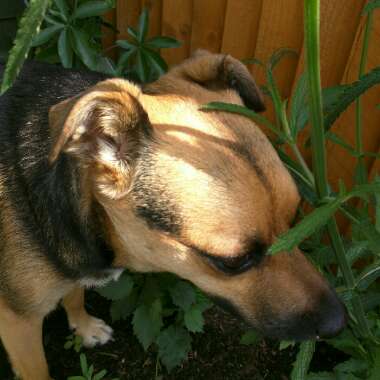 Renza's garden