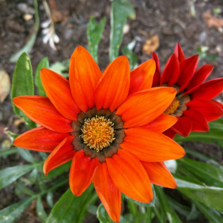 Plant image Gazania rigens 'Kiss Bronze'