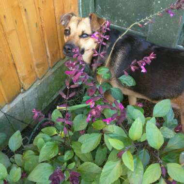 Renza's garden