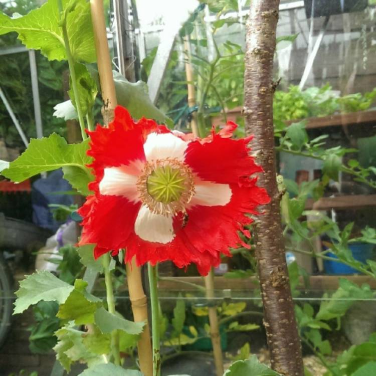 Plant image Papaver somniferum 'Victoria Cross'
