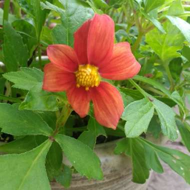 Neil's garden