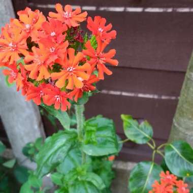 Maltese Cross