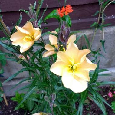 Evening Primrose