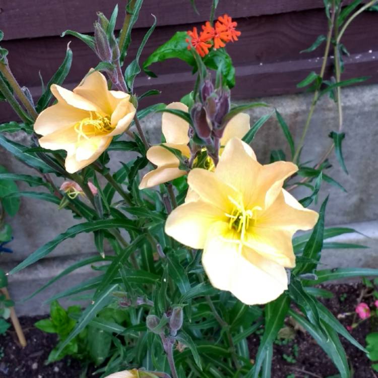 plant image 456525