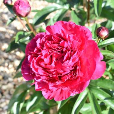 Peony 'Rubra Plena' (Herbaceous)
