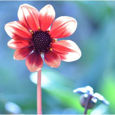 Dahlia 'Happy Days Bico' (Bedding)