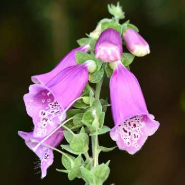 Foxglove