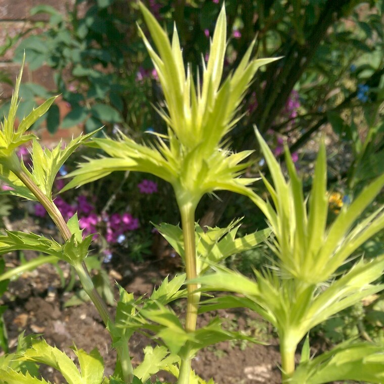 Plant image Eryngium x zabelii 'Neptune's Gold'