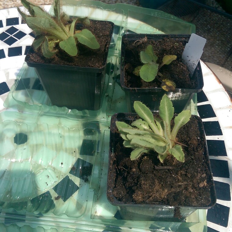 Plant image Meconopsis baileyi