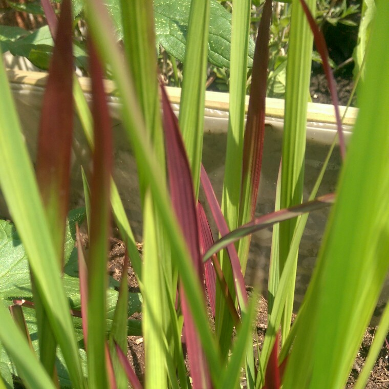 Plant image Imperata cylindrica 'Rubra'