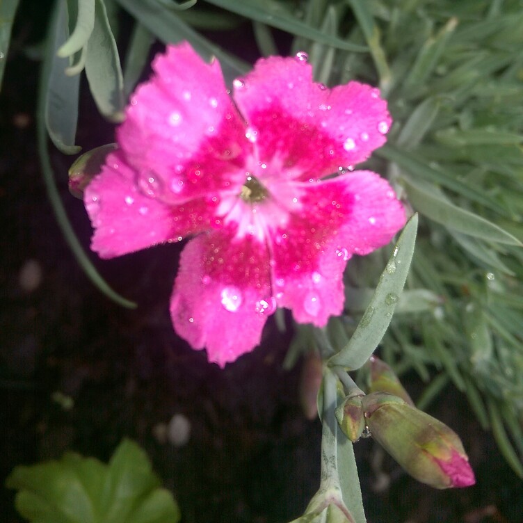 Plant image Dianthus alpinus