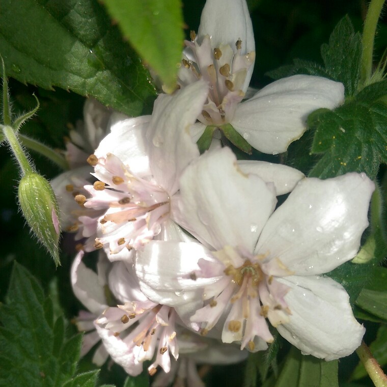 Plant image Deutzia