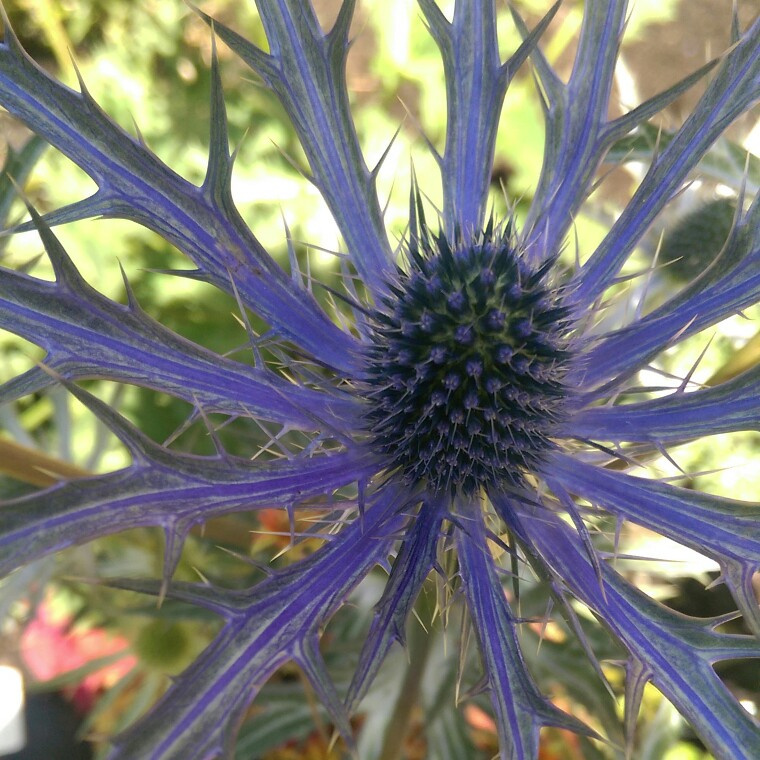 Plant image Eryngium x zabelii 'Big Blue'