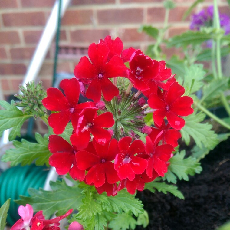 Plant image Verbena 'Magelana Red'