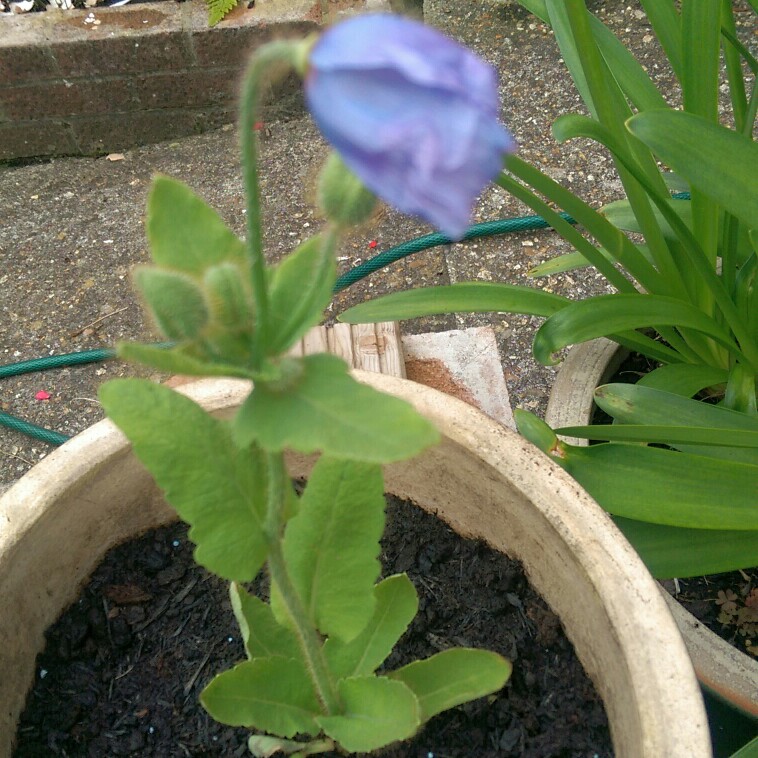 Plant image Meconopsis baileyi