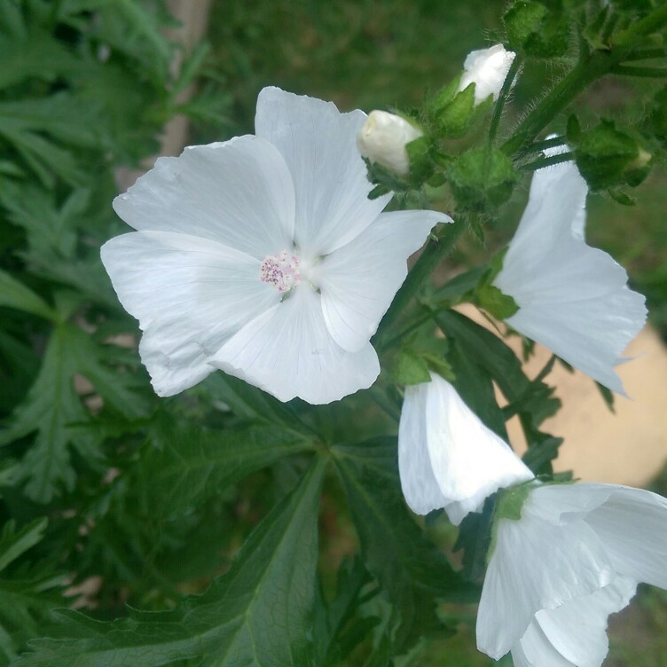 Plant image Malva