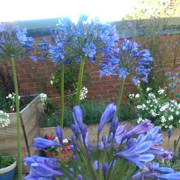 Plant image Agapanthus