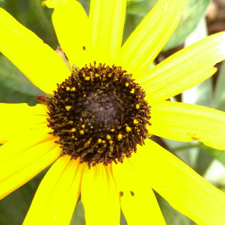 plant image 200075