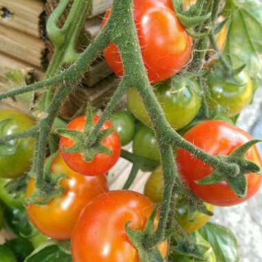 Theresa's garden